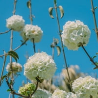 Kínai hógolyó vibrurnum fehér virágzó lombhullató cserje - Full Sun élő kültéri növény